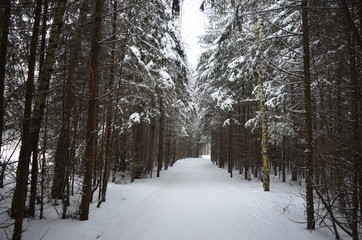 Fairytale winter forest