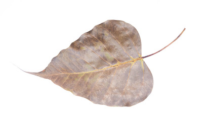 Close-up pho leaf dry isolated on white background.