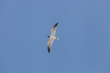 Fototapeta premium Black Headed Gull fly in the sky