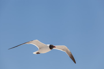 Black Headed Gull fly in the sky