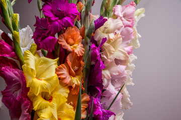 Bunch of beautiful multicolored gladiolus flowers. Bloom, romance.