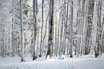 Fototapeta premium Cold and snowy winter day in tree forest landscape.