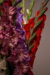 Bunch of beautiful multicolored gladiolus flowers. Bloom, romance.