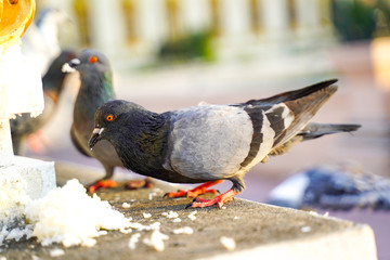 pigeons feed rice on fance