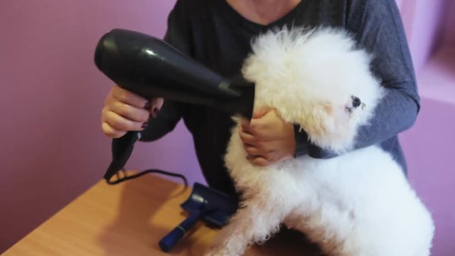 Woman groomer dries fluffy bichon frise dog hair with hair dryer after bathing, getting ready for a haircut