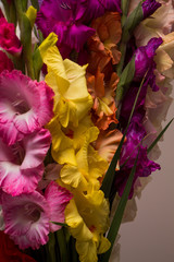 Bunch of beautiful multicolored gladiolus flowers. Bloom, romance.