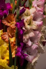 Bunch of beautiful multicolored gladiolus flowers. Bloom, romance.
