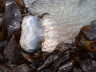Stranded Big Jellyfish between Brown Seaweeds