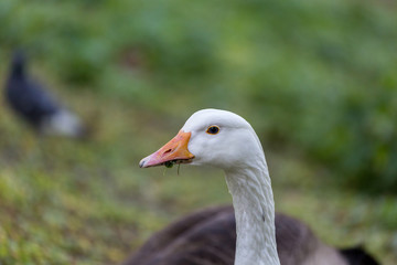 Portrait of goose