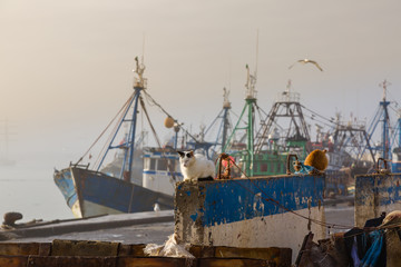 In the old fishing port of Essaouira.