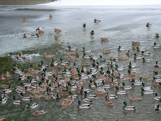 Ducks on a frozen river