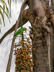 Parakeet feeding on fruits; animal breakfast