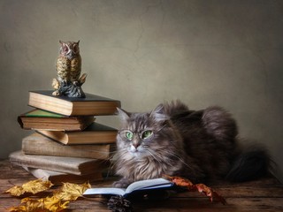 Gray beautiful kitty in glasses and old books © Iryna