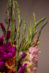 Bunch of beautiful multicolored gladiolus flowers. Bloom, romance.