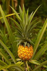 Asian pineapple fruit at the plantation, Thailand.