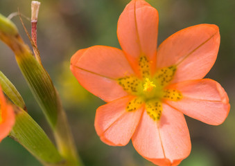 Fototapeta premium Delicate Orange Flower In The Savannah Of Africa