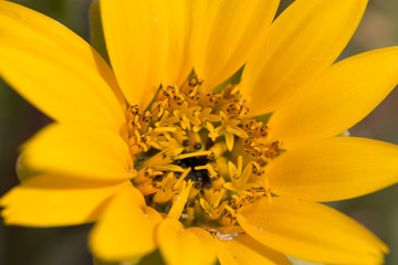 Close Up Of A Beautiful Yellow Flower In Africa