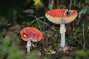 Amanita muscaria,funghi velenosi,sottobosco