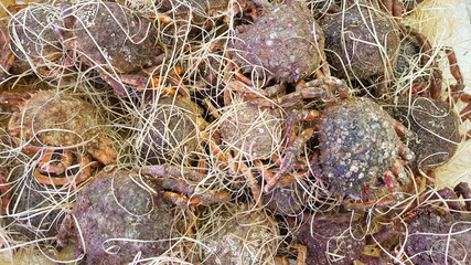 pile of cribs and spider crabs for sale in fish seafood market