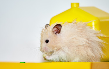 Hamster in his house eats food
