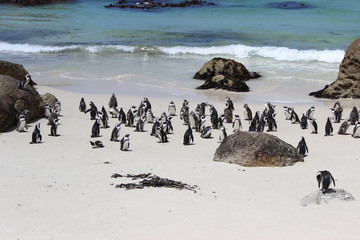 penguins on the beach, south africa