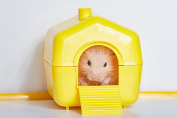 Hamster in his house eats food