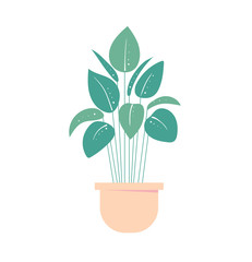 houseplant in pot. Isolated flowerpot . Home plant