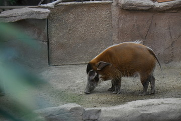 アカカワイノシシ