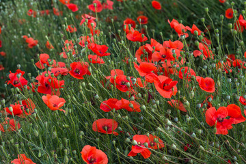 Obraz premium Field of wild poppy flowers. Selective focus. Agricultural concept.