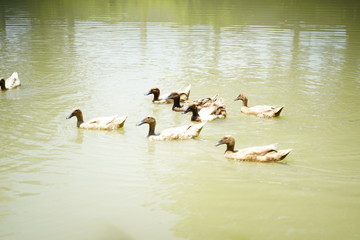 ducks on the lake