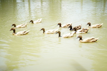 ducks on the lake