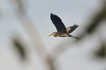 airone cenerino (Ardea cinerea) in volo,sfondo cielo
