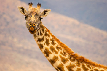 Close up portrait of giraffe in Serengeti National Park, Tanzania.