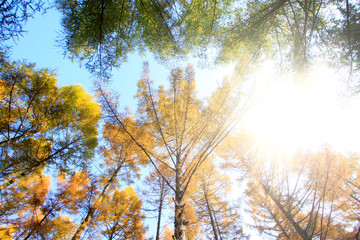 Pine branches in the sky