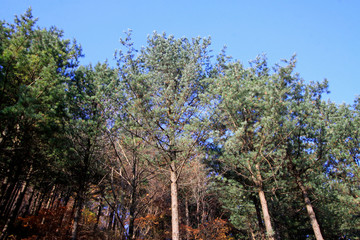 Fototapeta premium Pine branches in the sky