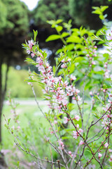 flowers in the garden