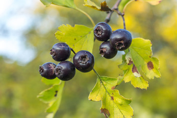 Hawthorn.