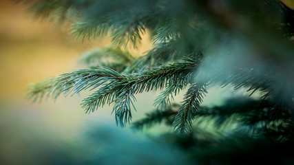 Pine branch; Christmas tree