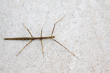 Stick insects on the cement floor