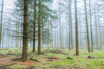 foggy landscape at pine trees forest 