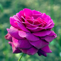 Delicate rose petals covered with small drops of water.