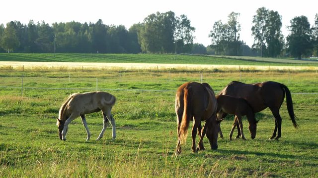 Two mares and foals eating on horse pasture