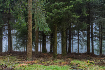 foggy landscape at pine trees forest 
