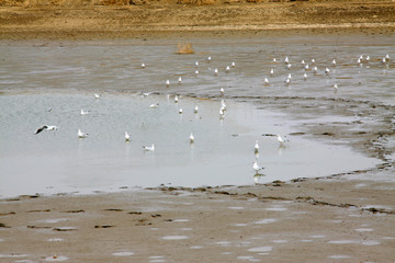 water birds foraging in the pond