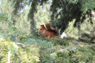 Squirrel on a tree
