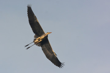 Airone cenerino (Ardea cinerea) in volo su sfondo cielo,silhouette,
