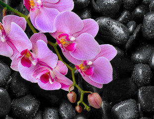 Orchid lies on black stones with drops of water 