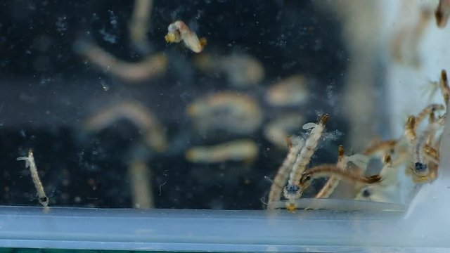 Slow motion group of Mosquito, Larvae and Pupae in polluted water in laboratory for education.