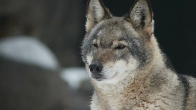 Portrait of a gray wolf. Winter. Snowfall