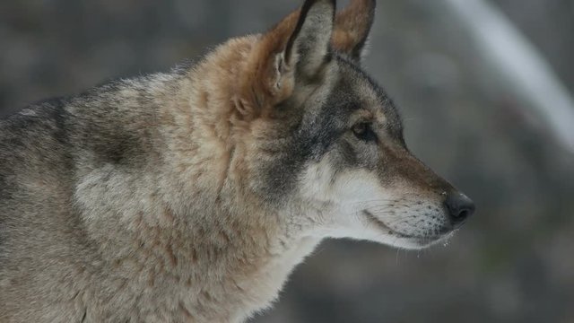 gray wolf is yawning 